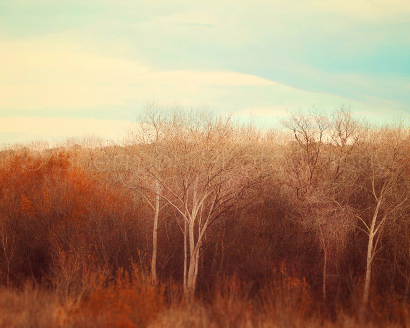 Nature Photography - Fall Photo - Sunset Print - Fall Decor - Fall ...