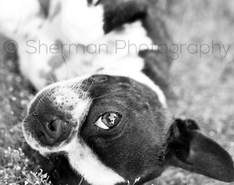 Dog Photography - Boston Terrier Photo - Black and White Print - Cute Dog Photo - 8x10 8x8 10x10 11x14 12x12 20x20 16x20 - Photography