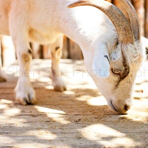 Baby Goat Photo Color or Black and White Farm Animal Photography Print 