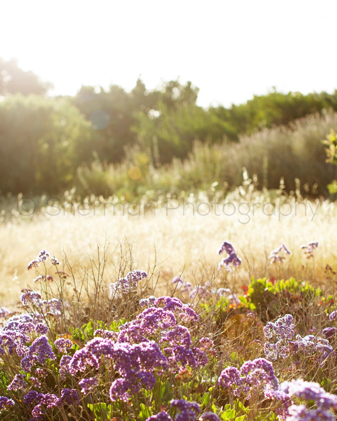 alite エーライト Meadow Rest 廃盤レア ALITE エーライト