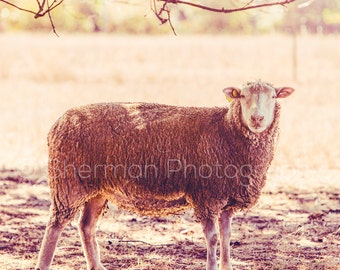 Farm Photography - Sheep Photography - Farm Print - Sheep Art - Shabby Chic Decor - Home decor - Rustic Decor Animal Photography - Cute
