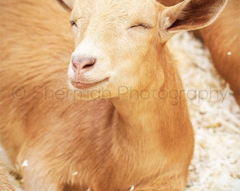 Goat Photography, Farm Animal Wall Art, Farm wall Decor, Rustic Wall Decor, Farm Animal Print, Decor for Kids Room, Goat Art, Fine Art Photo