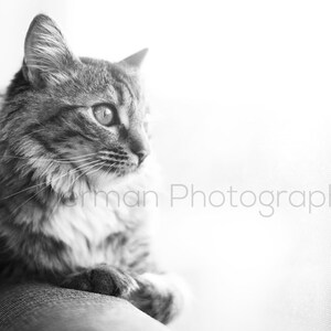 Cat Photography - Animal Photo - Dreamy Photo - Kitten Photo - Print Black & White -  Animal Photography - Cat Photo - Cute Cat Art