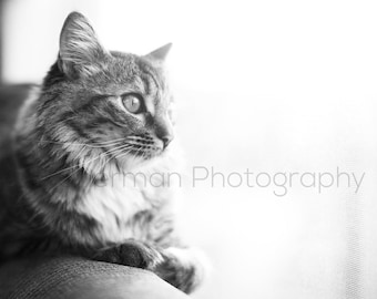 Kat fotografie - dieren - Dreamy Photo - Kitten foto - afdrukken van Black & White - dierlijke fotografie - kat foto - Cute Cat Art
