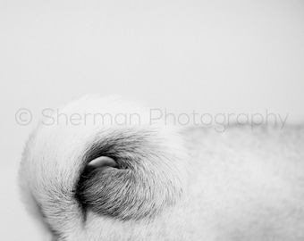 Pug Photography Pug Tail Dog Print Black and White- 8x10 8x8 10x10 11x14 12x12 20x20 16x20 - Photography