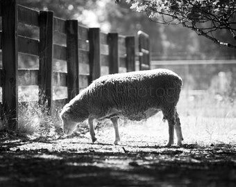 Sheep Black and White - Farm Photography - Farm Print - Sheep Art - Shabby Chic Decor - Home decor - Rustic Decor Animal Photography - Cute