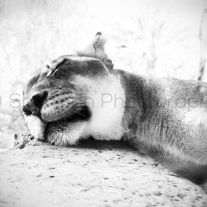 Löwin Photography - afrikanischen Fotokunst - Lion Photography - Sleepy Lion Foto - 8 x 10 8 x 8 10 x 10 11 x 14 12x12 20 x 20 16x20-Fotografie