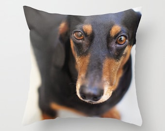 May include: A close-up of a black and brown dachshund's face. The dog has large, dark eyes and a long, pointed snout.