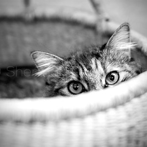Cat Photography - Black White - Cat Eyes Print - Home Decor - Black and White cat Photo