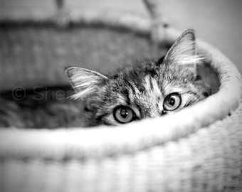 Cat Photography - Black White - Cat Eyes Print - Home Decor - Black and White cat Photo