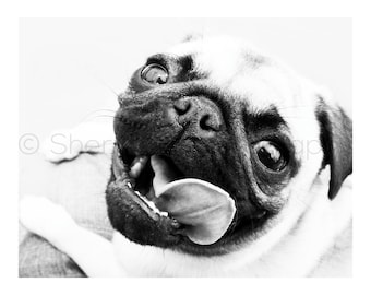 Pug Photography - Tongue Dog Photo - Dog Print - Cute Puppy Print - Black and White- 8x10 8x8 10x10 11x14 12x12 20x20 16x20 - Photography