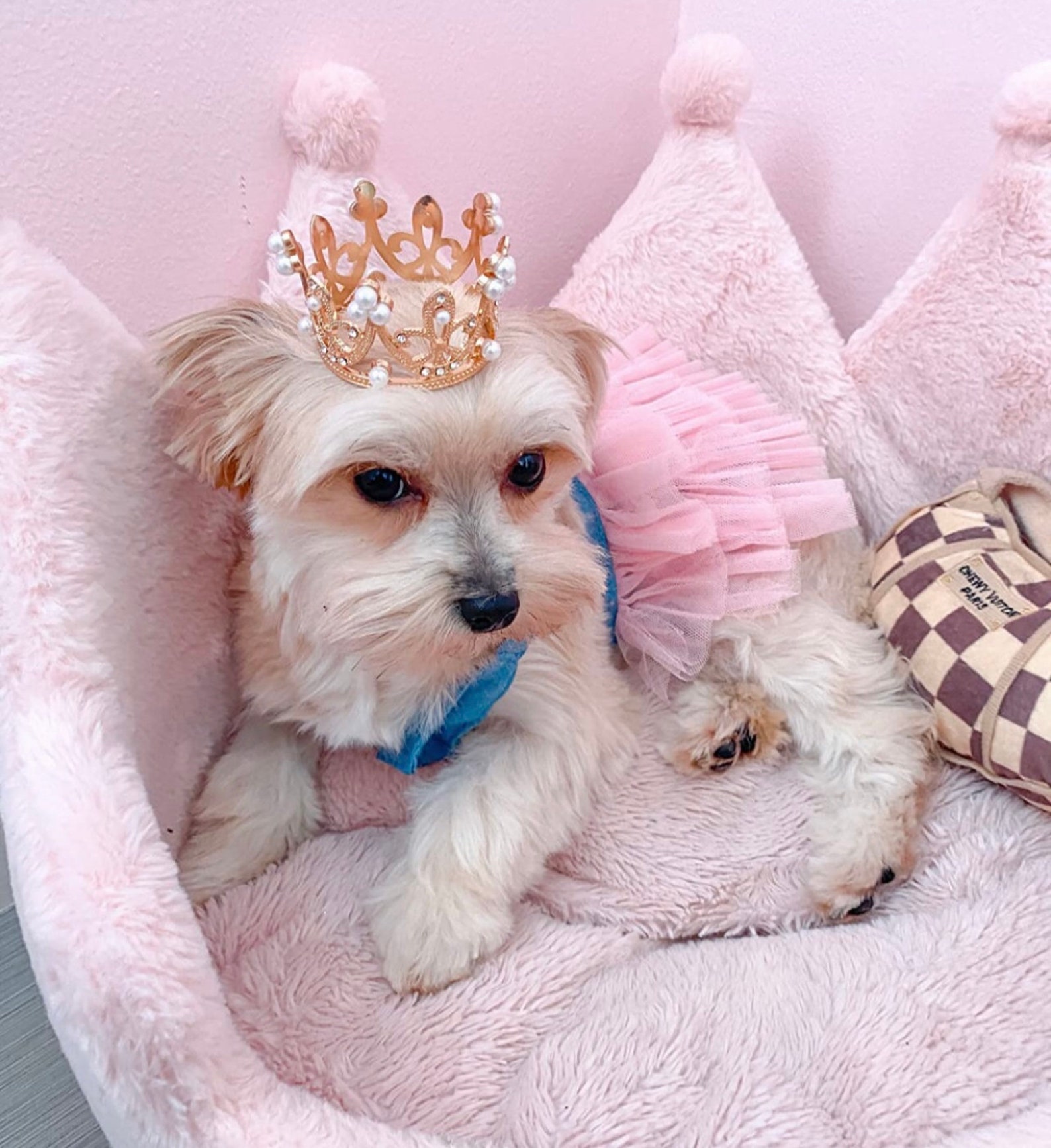 Gold Small Dog Tiara Bunny Tiara Cat Tiara Animal Tiara Etsy