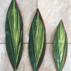 Silk Ti Leaves For Polynesian Costumes Crafts And Etsy
