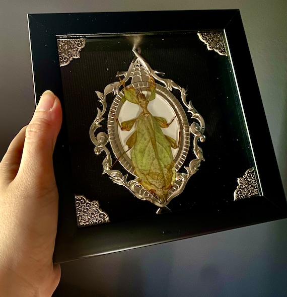 Real! Amazing taxidermy leaf bug display shadowbox!