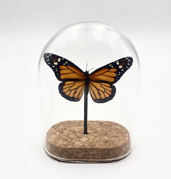 Monarch butterfly taxidermy dome jar! Great gothic natural history gift! Real!