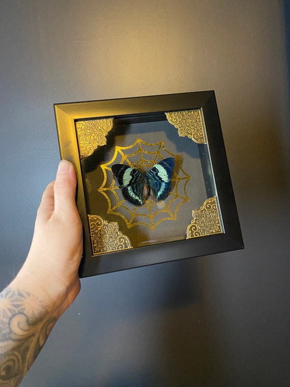 Beautiful taxidermy Panacea regina framed shadowbox display! Real! Great gothic home decor gift!