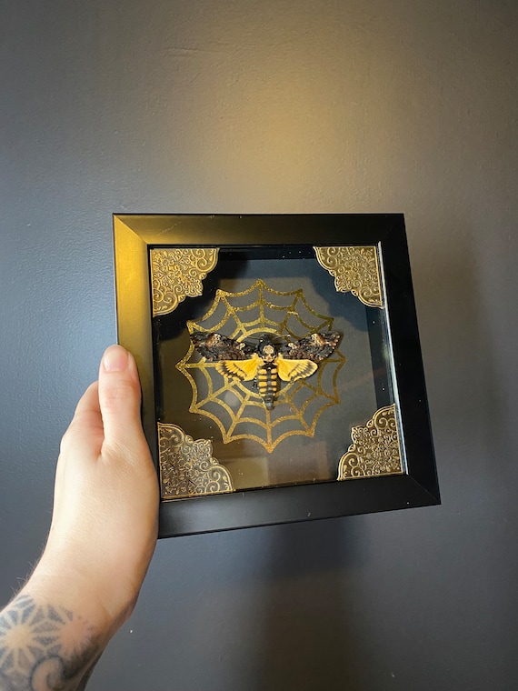Deaths head hawk moth taxidermy display shadowbox frame! Real!