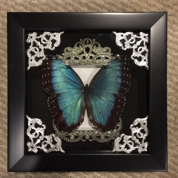 MUST SEE! Black banded blue morpho butterfly display!