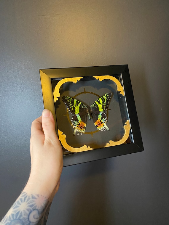 Sunset moth! Real taxidermy shadow box framed specimen!