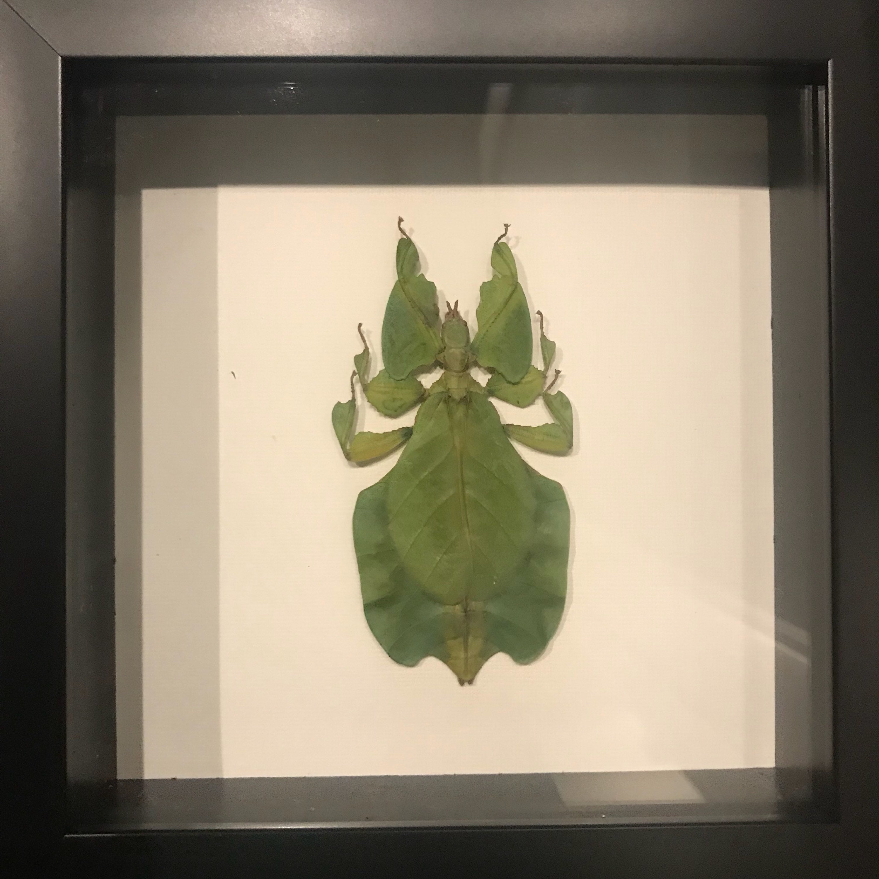 Real taxidermy leaf bug display