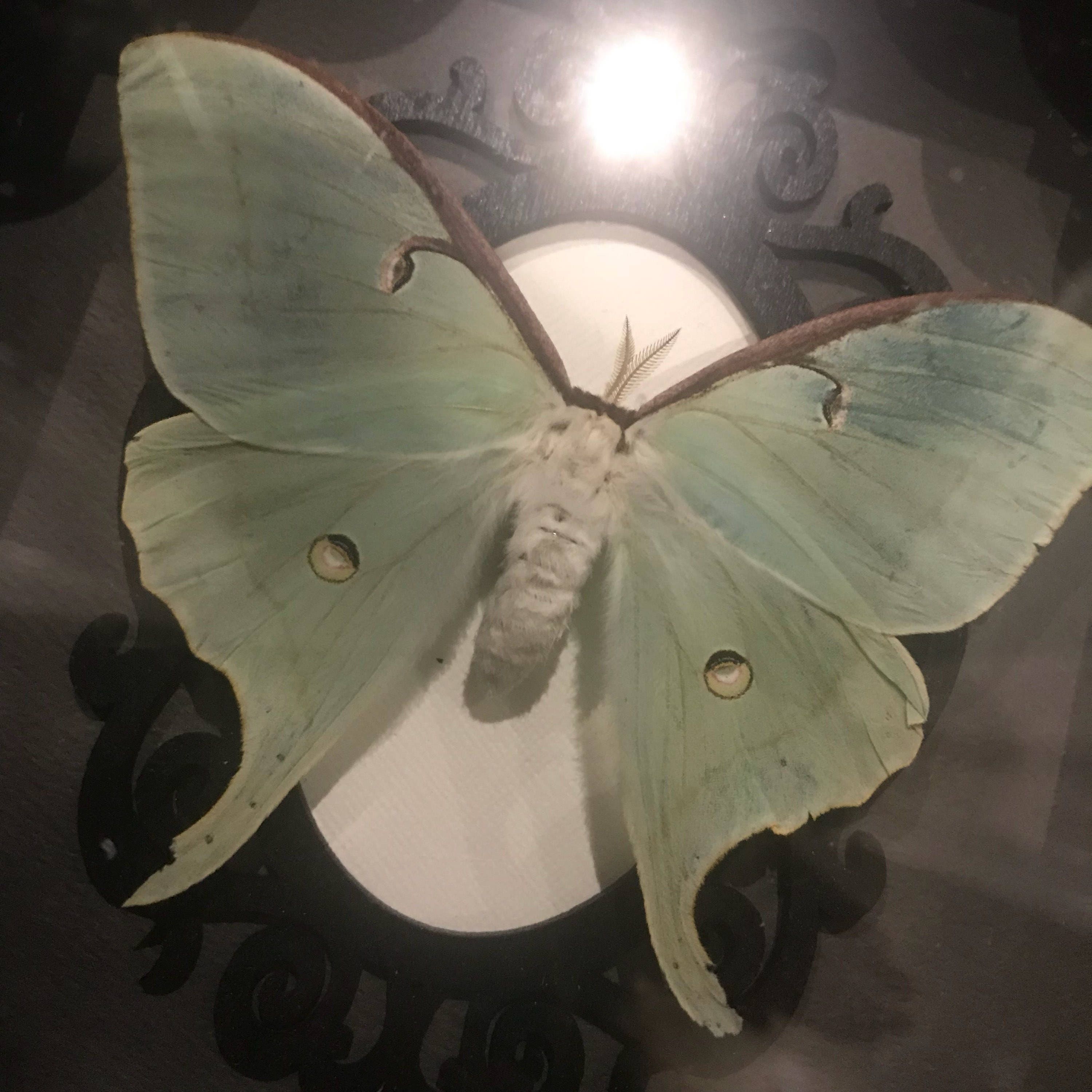 Real taxidermy luna moth display! Must see!