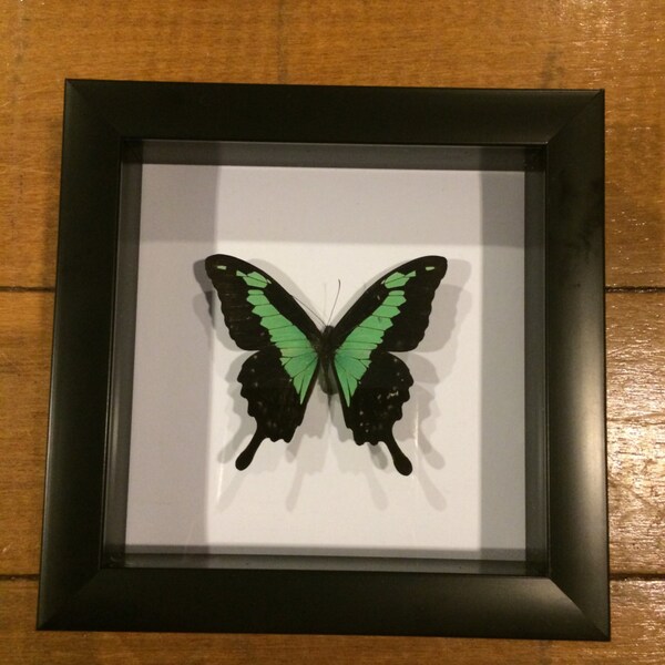 Green butterfly from madagascar!! What a beauty!!