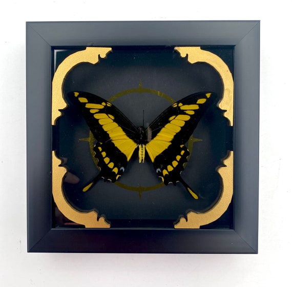 THE GIANT SWALLOWTAIL butterfly framed taxidermy display! Limited edition art piece!