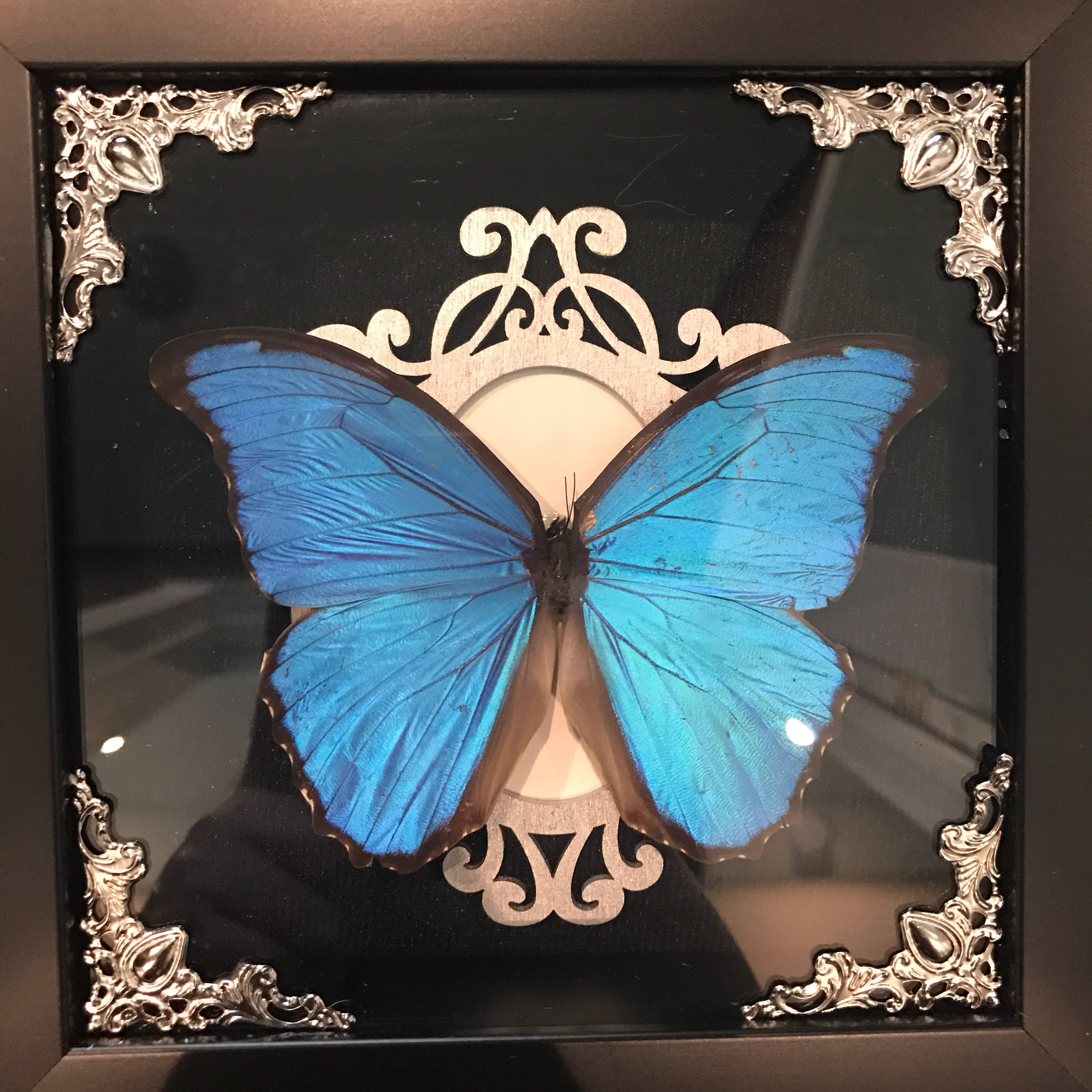 Real taxidermy blue morpho butterfly display!