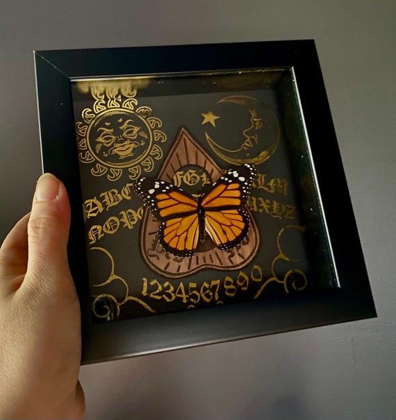 Beautiful real monarch butterfly taxidermy shadow box display!