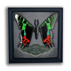 Sunset moth moving wing enamel pin!