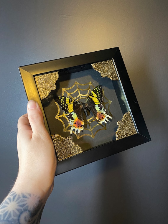 Real! Taxidermy sunset moth shadow box framed gothic home decor!