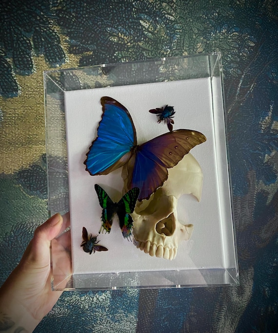 Memento Mori Shadowbox – Museum-Quality Butterfly and moth Skull Taxidermy by Suzanne Berhow