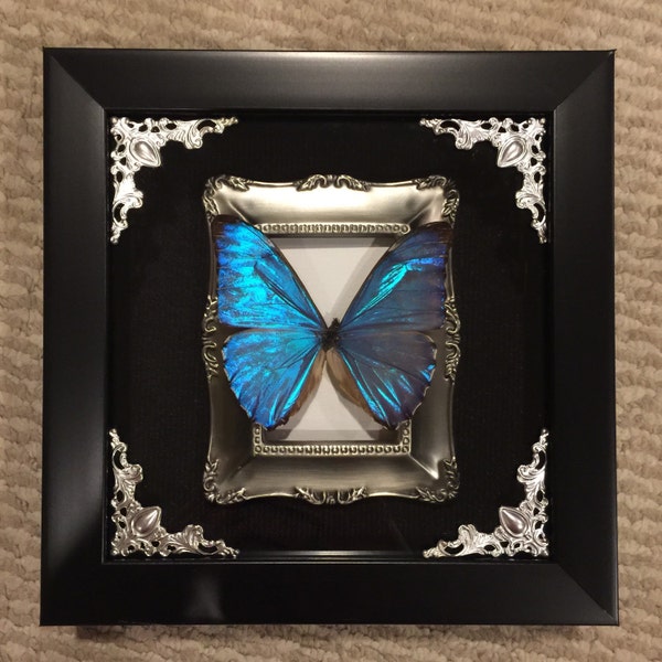 MUST SEE! Metallic blue morpho butterfly display!