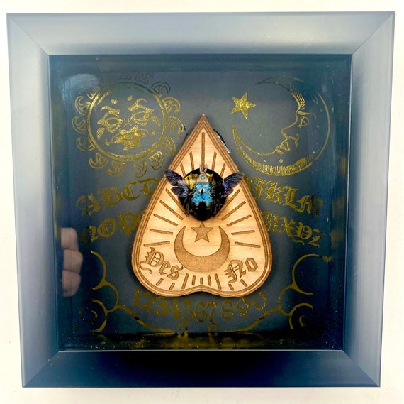 Real taxidermy blue carpenter bee ouija board display!