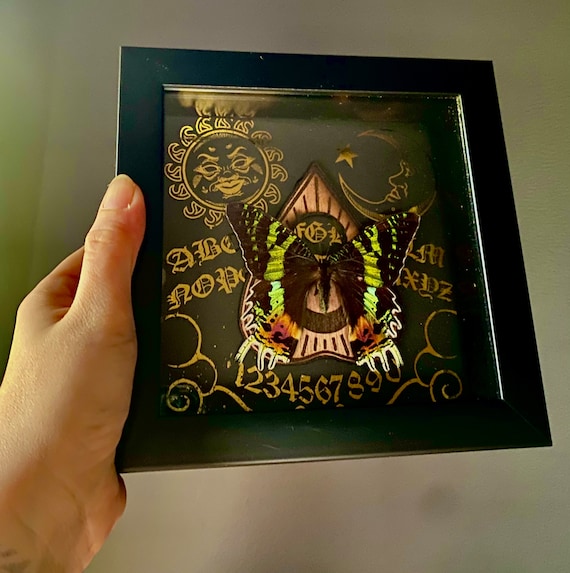 Real taxidermy sunset moth shadowbox display! Gothic home decor