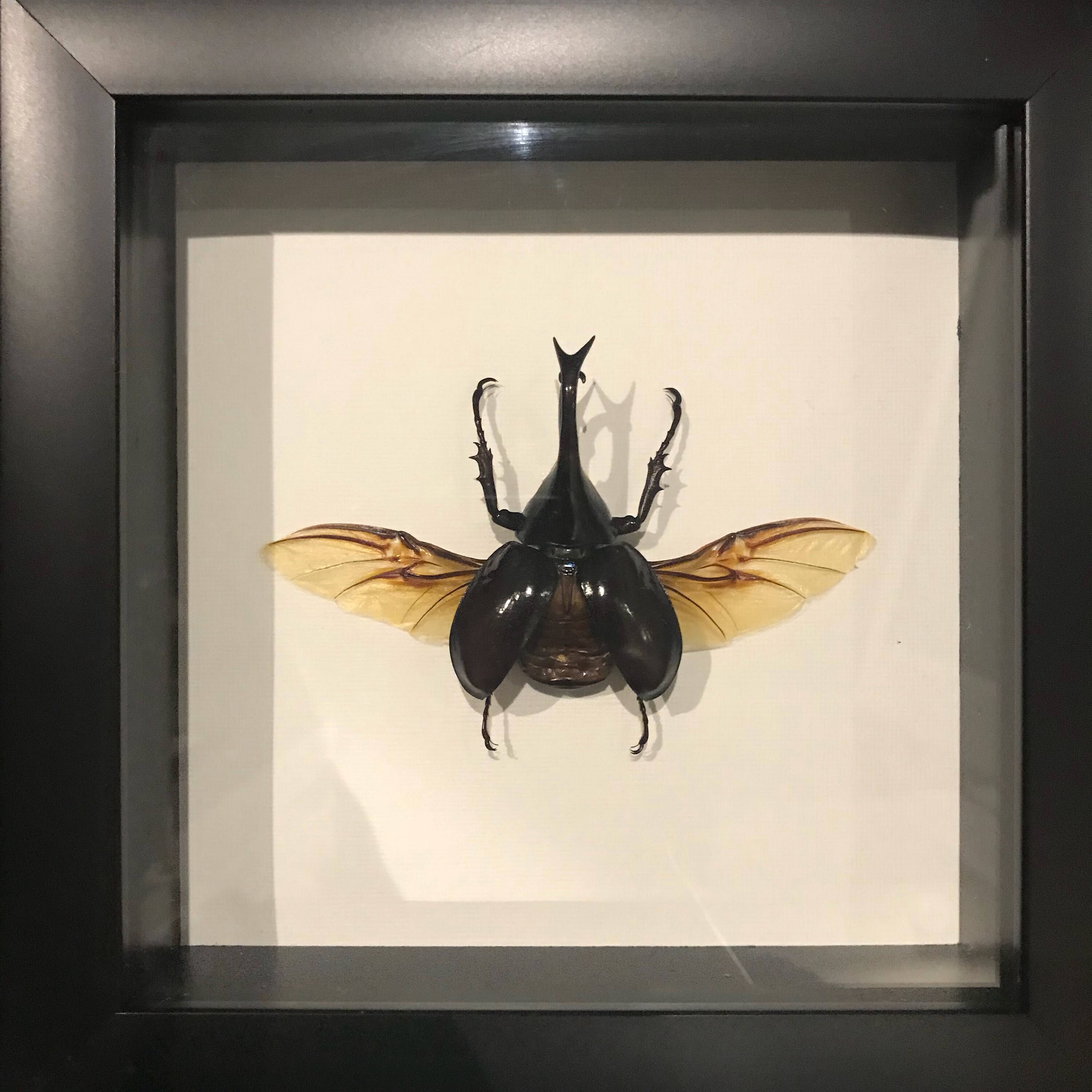 Taxidermy atlas beetle display! Real!