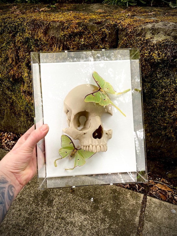 The big sleep Shadowbox – Museum-Quality Butterfly and moth Skull Taxidermy by Suzanne Berhow