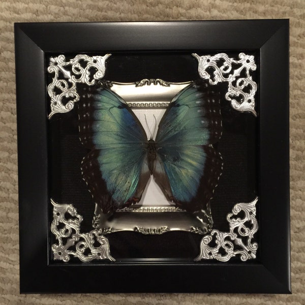 Black banded blue morpho butterfly display! REAL!