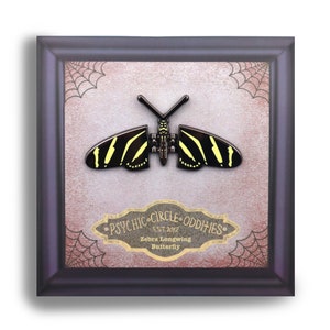 May include: Black and yellow zebra longwing butterfly pin in a black frame with a pink and white background. The frame has a gold label that reads "Psychic Circle Oddities Est. 2012 Zebra Longwing Butterfly".
