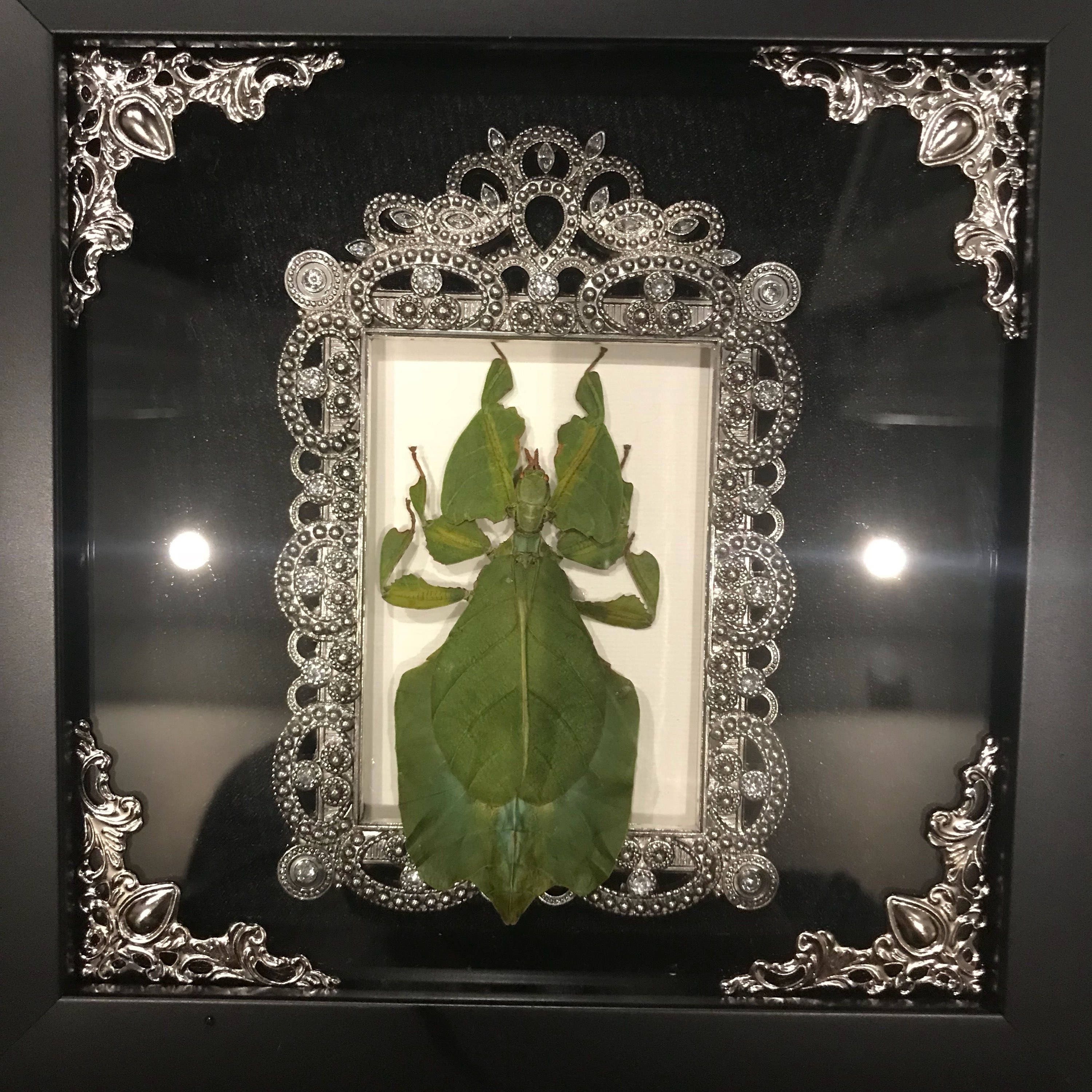 Real leaf bug taxidermy display! Rare!