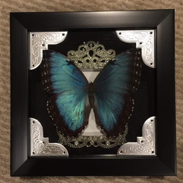 BEAUTIFUL! Black banded blue morpho butterfly display!