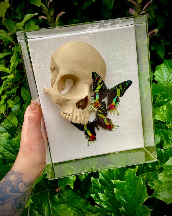 Jeweled saint Shadowbox – Museum-Quality Butterfly and moth Skull Taxidermy by Suzanne Berhow