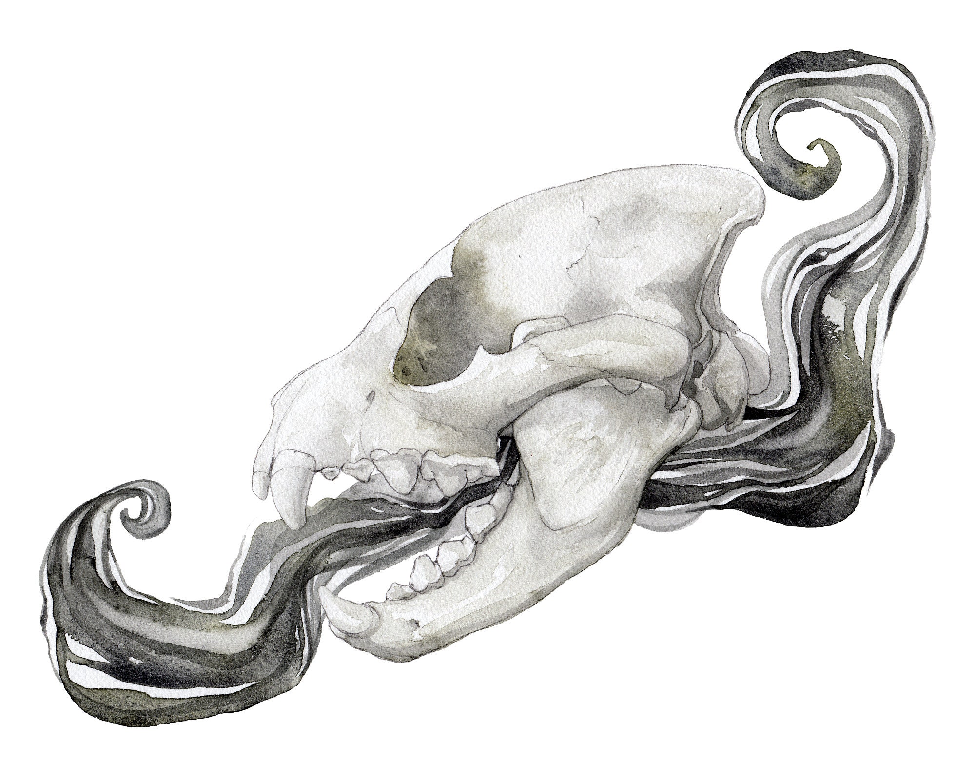 Art Print Spotted Hyena Skull | Etsy