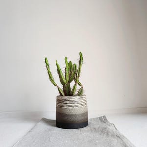Può includere: Un cactus verde con spine in un vaso cilindrico di ceramica. Il vaso presenta un design a righe orizzontali strutturato in tonalità di grigio e nero. La pianta è su un panno grigio su sfondo bianco.