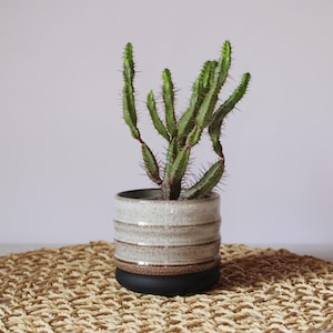 Puede incluir: Un cactus verde de múltiples tallos con espinas afiladas plantado en una maceta de cerámica cilíndrica. La maceta presenta una sección superior de color blanco roto moteado con crestas horizontales y una base negra mate sólida.