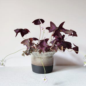 Op de afbeelding: Een paarse oxalis triangularis plant met donkere, vlindervormige bladeren en kleine, lichtroze bloemen, geplant in een keramische pot met een textuurrijke, crèmekleurige bovenkant en een effen matzwarte onderkant.