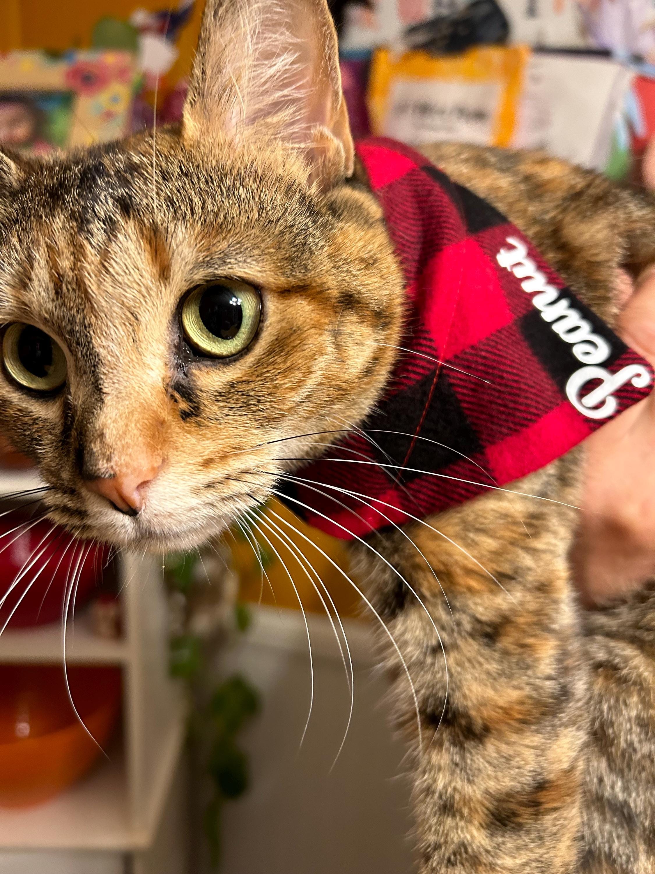 Cat Bandana