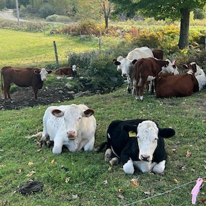 Farm to Jar Grass Fed Tallow Balm - Organic Vermont Cows, Small Batch, Hand Rendered Moisturizer Cream