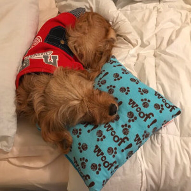 pillow around dogs neck
