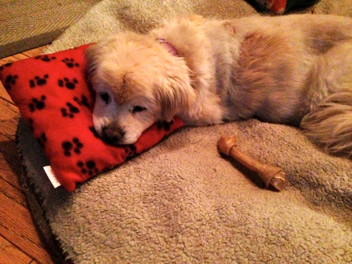 The Everywhere Pet Pillow For Dogs